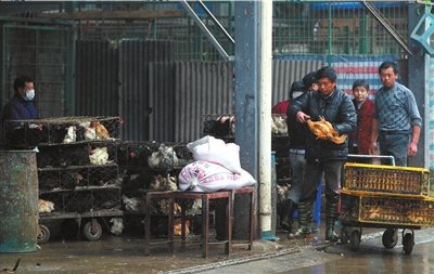 活禽交易市场最新消息