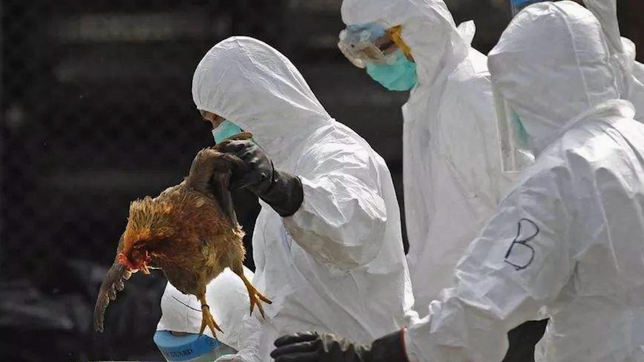 H5N6禽流感全球防控最新动态与应对策略