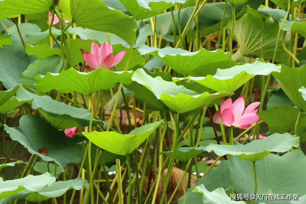 天门西湖一号未来揭秘，最新动态一览