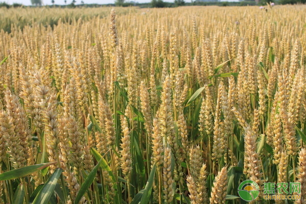 今日小麦最新价格及市场分析预测，每斤价格走势揭秘